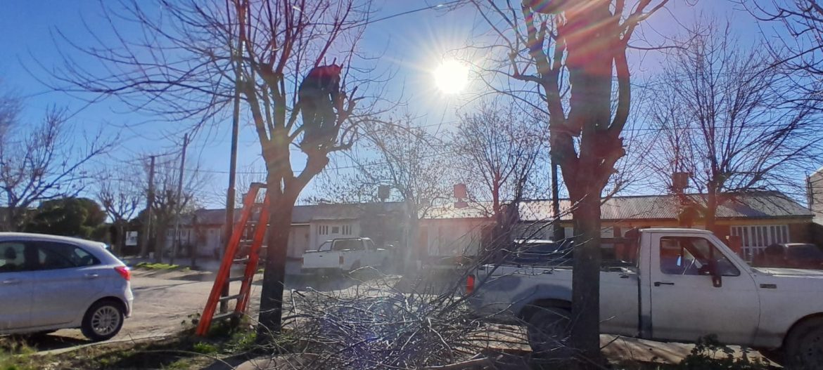 TRABAJOS DE PODA EN BARRIOS Y PLAZAS DE CARMEN DE PATAGONES