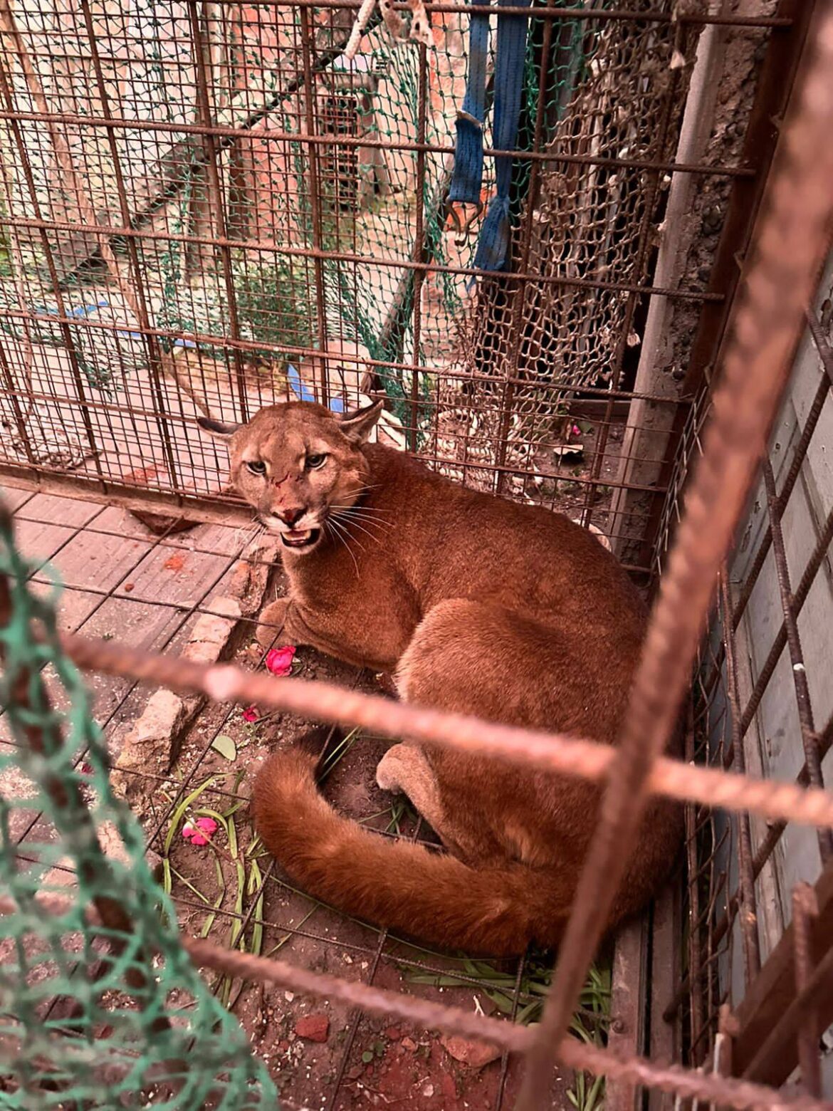 (AUDIO) PATAGONES: SALIO AL PATIO Y SE ENCONTRO CON UN PUMA